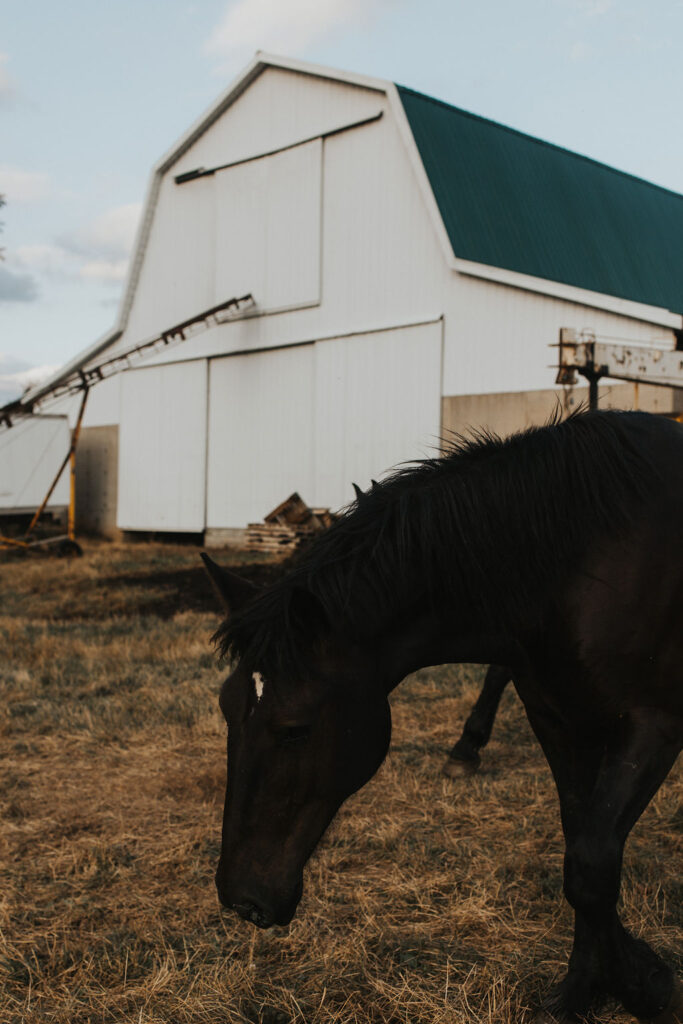 horse in front of barn